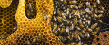 World Bee Day